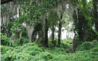 LOT 20 Lanceford Lane , Fernandina Beach, FL 32034 (MLS #63719) :: Berkshire Hathaway HomeServices Chaplin Williams Realty LOT 20 Lanceford Lane , Fernandina Beach, FL 32034 (MLS #63719) :: Berkshire Hathaway HomeServices Chaplin Williams Realty