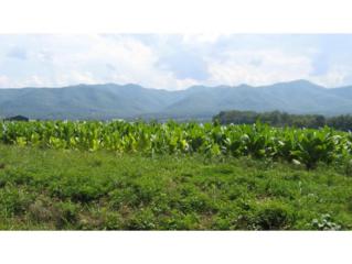 160 Frank Stanton Rd. , Limestone, TN 37698 (MLS #357800) :: Jim Griffin Team 160 Frank Stanton Rd. , Limestone, TN 37698 (MLS #357800) :: Jim Griffin Team